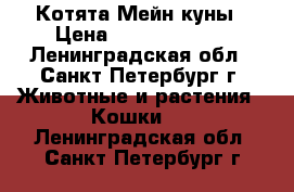 Котята Мейн куны › Цена ­ 20000-30000 - Ленинградская обл., Санкт-Петербург г. Животные и растения » Кошки   . Ленинградская обл.,Санкт-Петербург г.